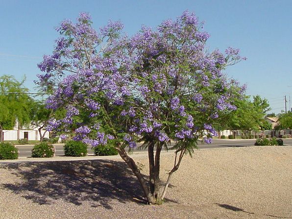 Jacaranda