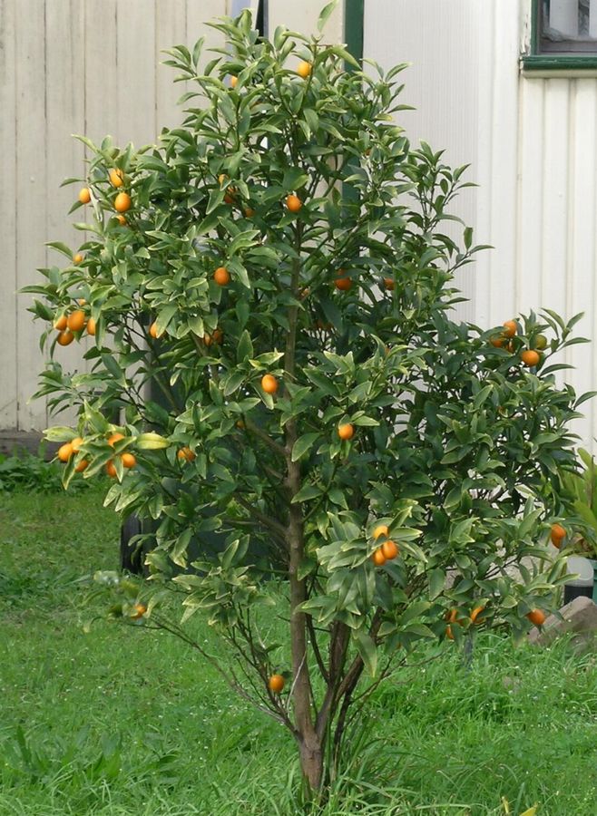 Kumquat Tree