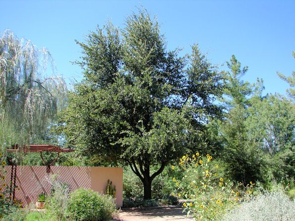 Live Oak