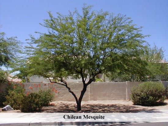 Mesquite - Chilean