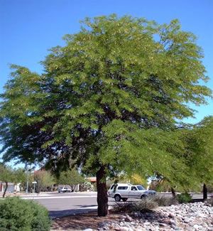 Mesquite – ‘Crown Jewel’
