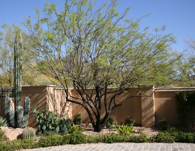 Mesquite-Native