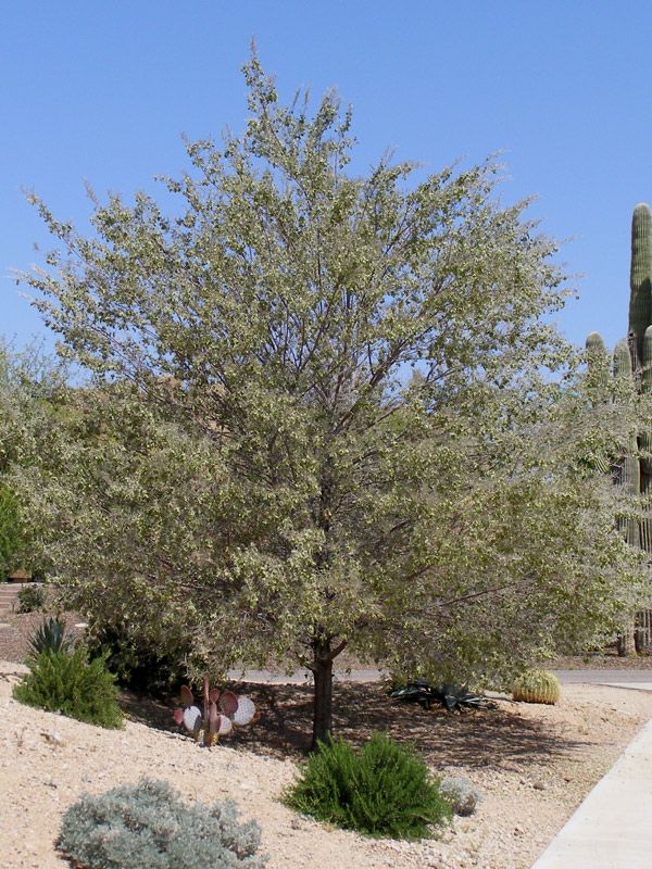Mulga Tree