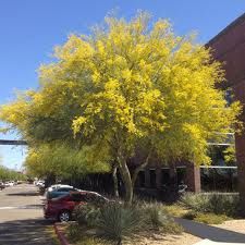 Palo Verde – Blue