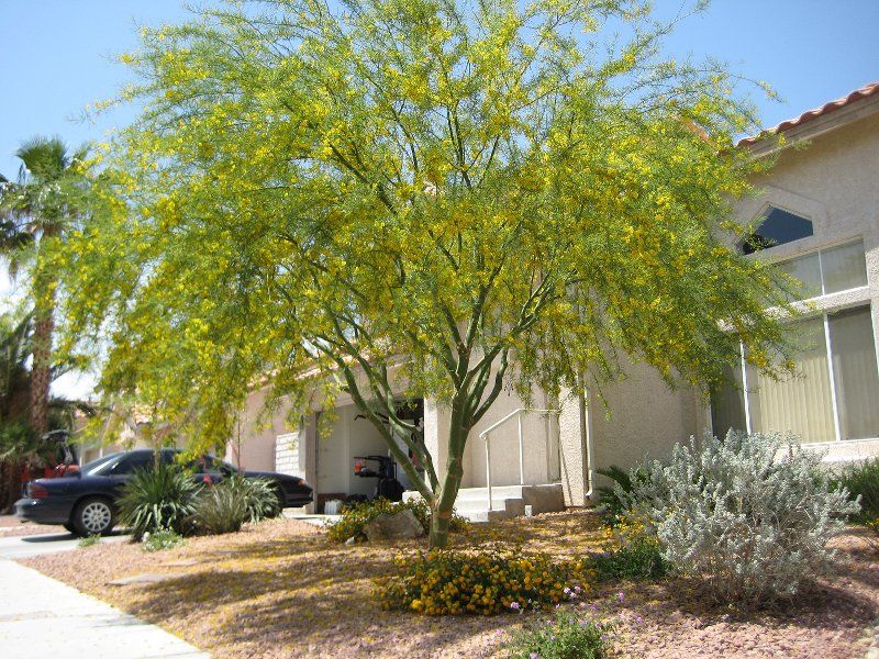 Palo Verde – “Desert Museum”