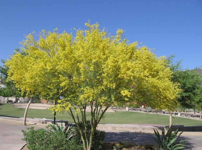 Palo Verde-Foothills