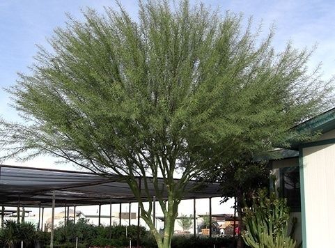 Palo Verde – ‘Sonoran Emerald’
