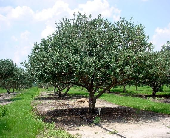 Pineapple Guava Tree