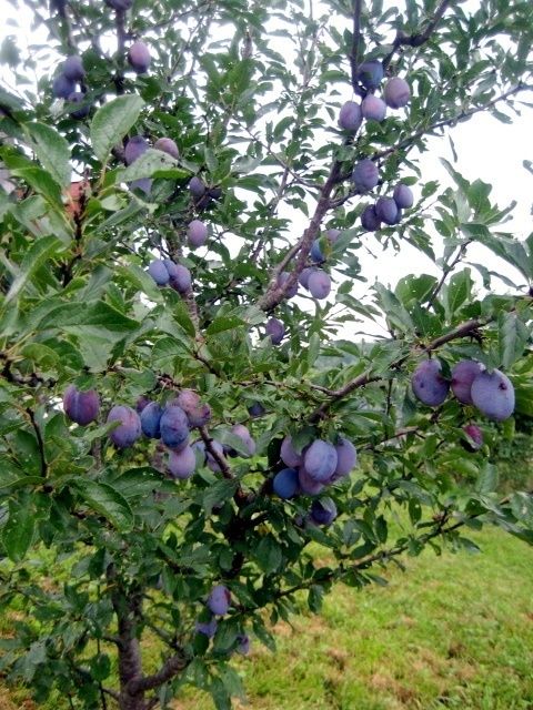 Plum Tree