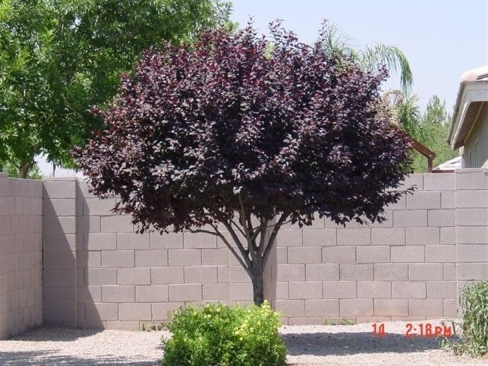 Purple Leaf Plum