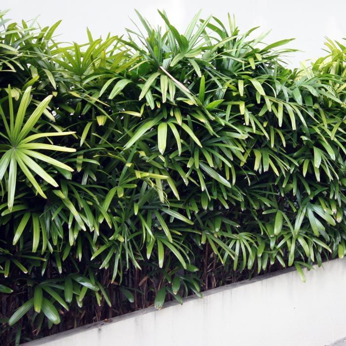 Lady Palm