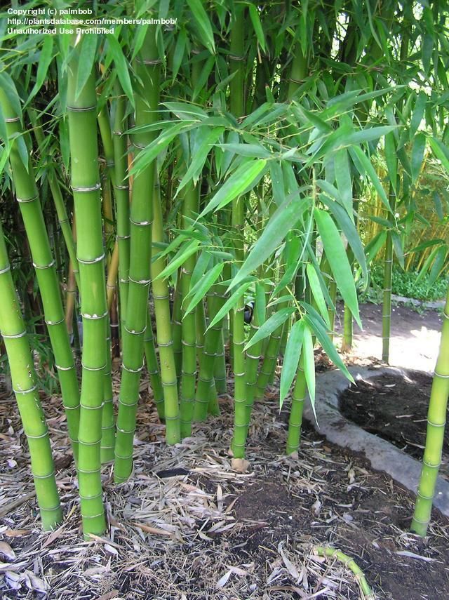 Timber Bamboo