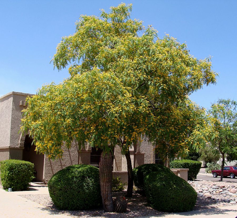 Tipu Tree