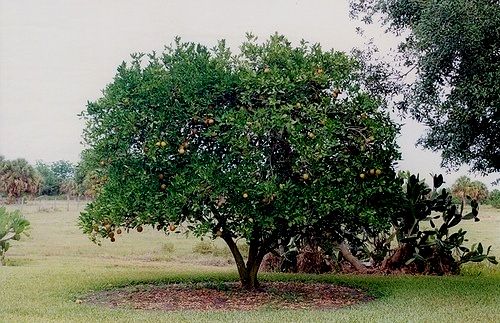 Valencia Orange