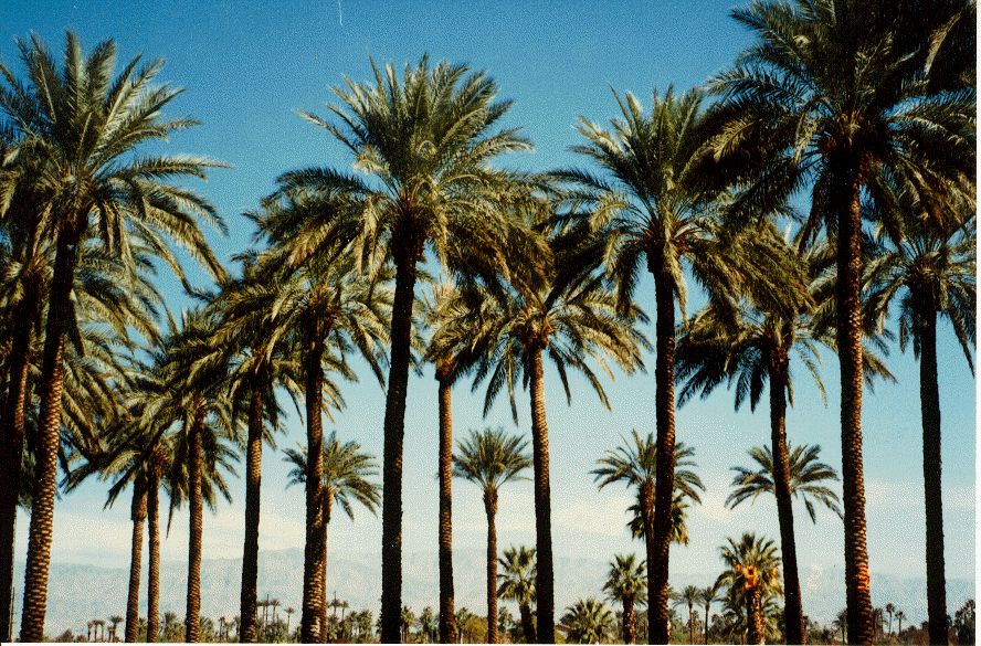 Date Palm