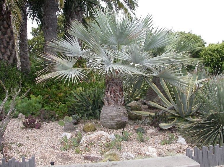 Mexican Blue Palm