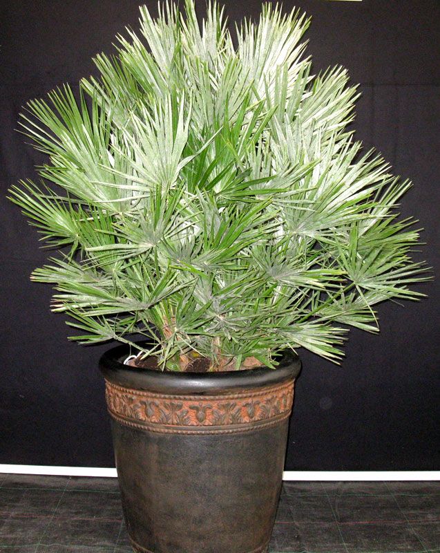 Mediterranean Fan Palm