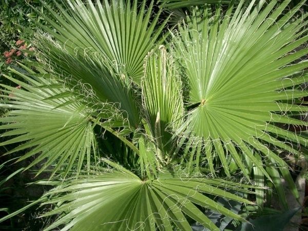 Mexican Fan Palm