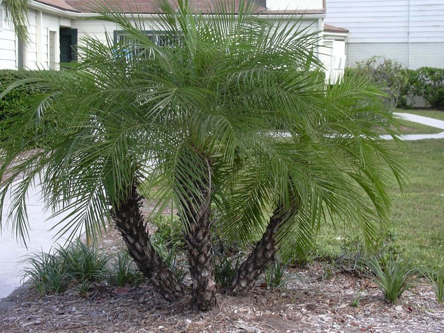 Pygmy Date Palm