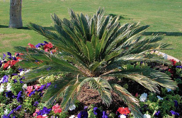 Sago Palm