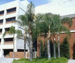 Queen Palm