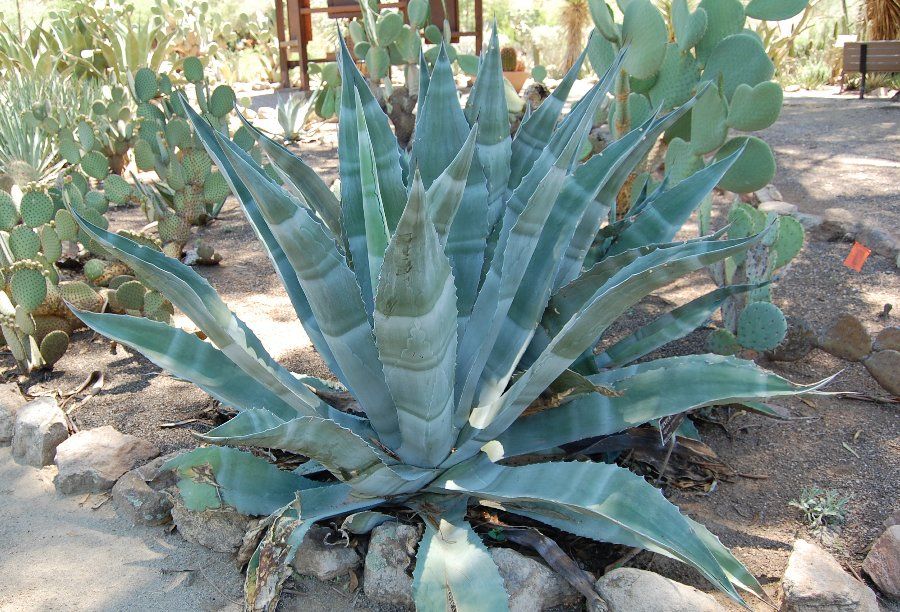 Agave - ‘Century Plant’