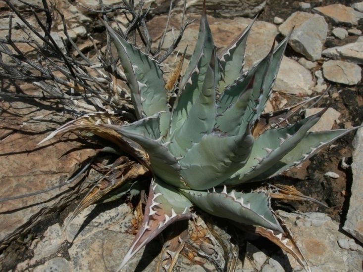 Agave - ‘Desert’