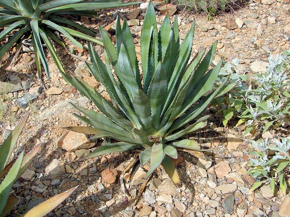 Agave - Hohokam / Murphy