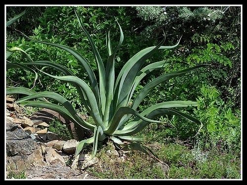 Agave – Octopus