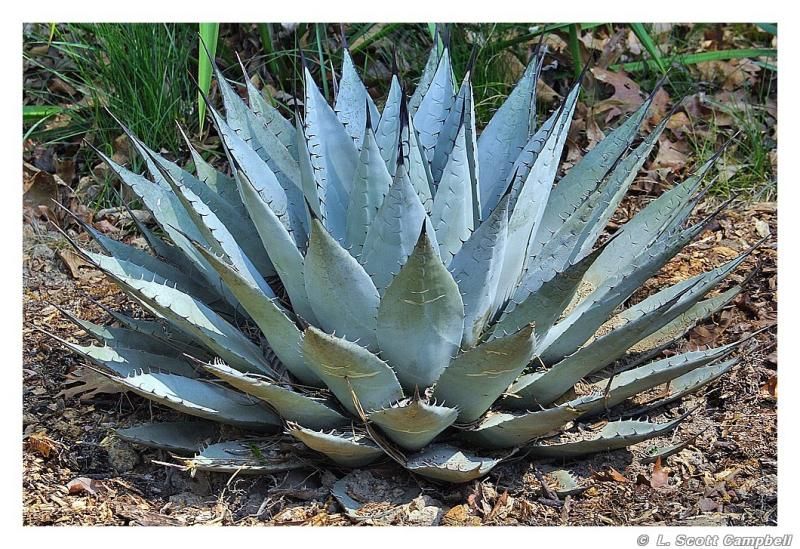 Agave – ‘Parry’s’