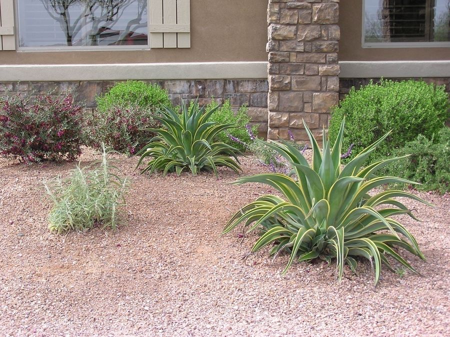 Agave – Tropical