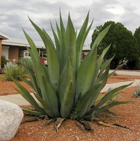 Agave- ‘Weber’s’