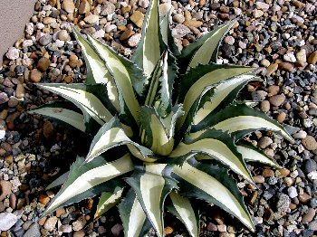 Agave- ‘White Stripe’
