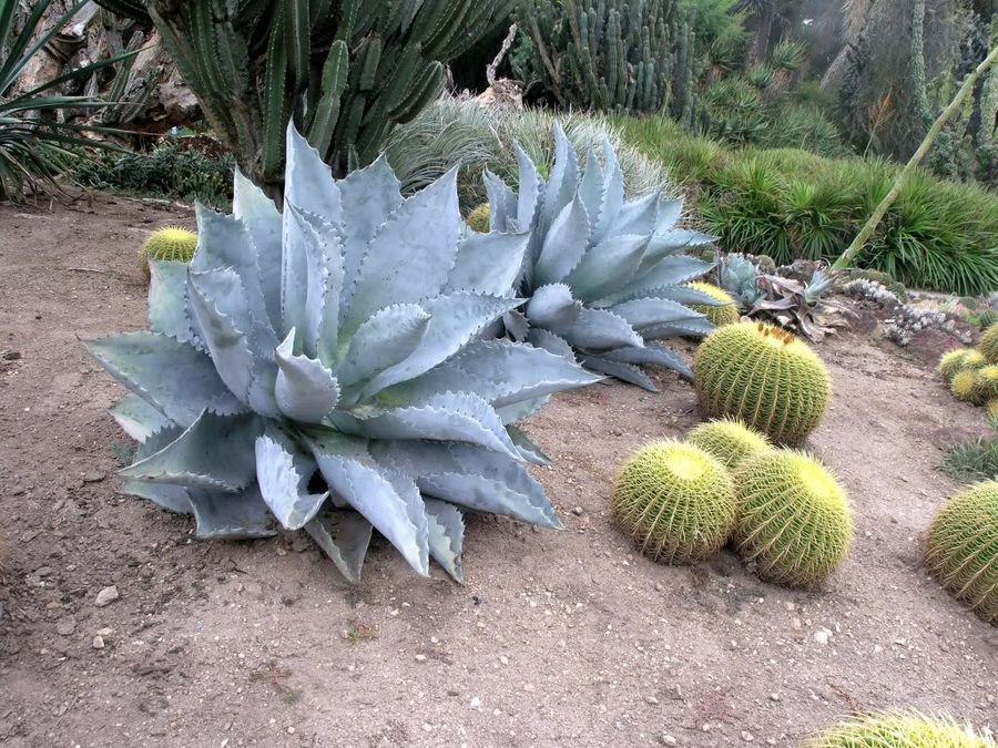 Mescal Ceniza
