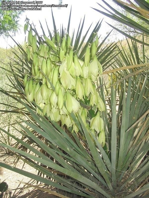 Banana Yucca