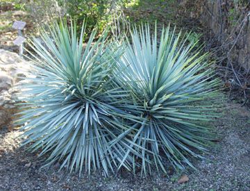 Blue Yucca