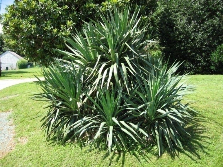 Curved Leaf / Pendulous Yucca
