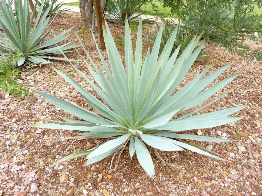 Pale Leaf Yucca