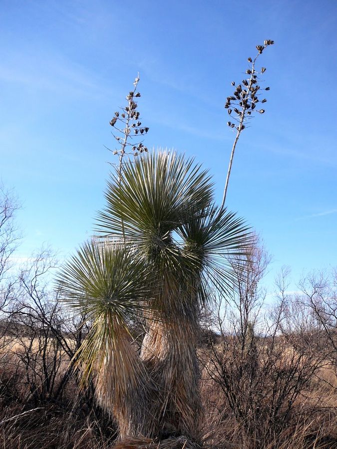 Soaptree Yucca
