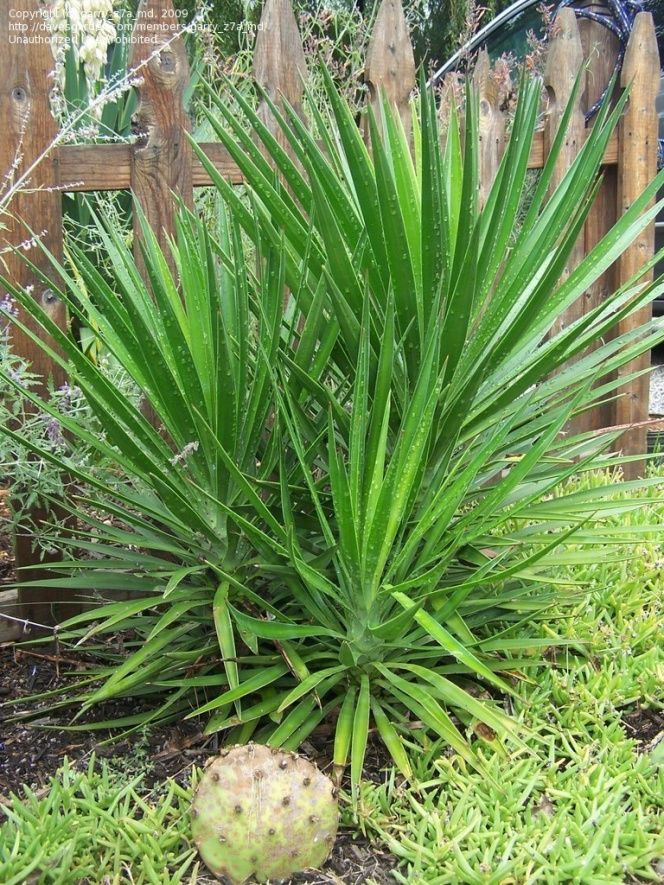 Soft-tip Yucca