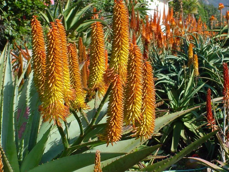 Aloe-African