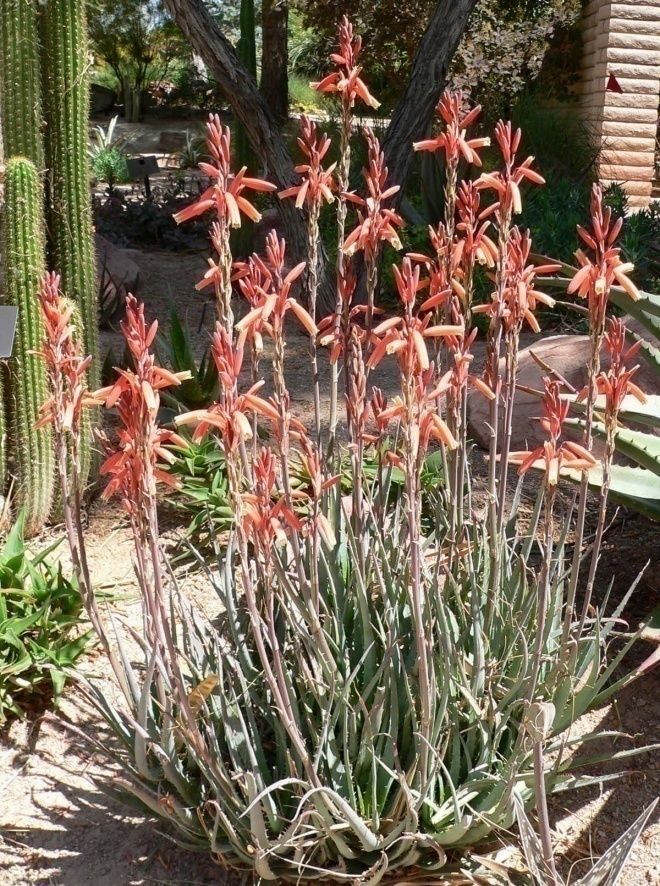 Aloe – ‘Blue Elf’