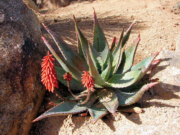 Aloe-Cape