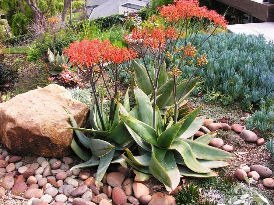 Aloe – Coral