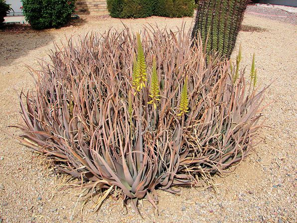 Aloe-Medicinal