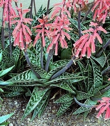 Aloe – ‘Partridge Breast’