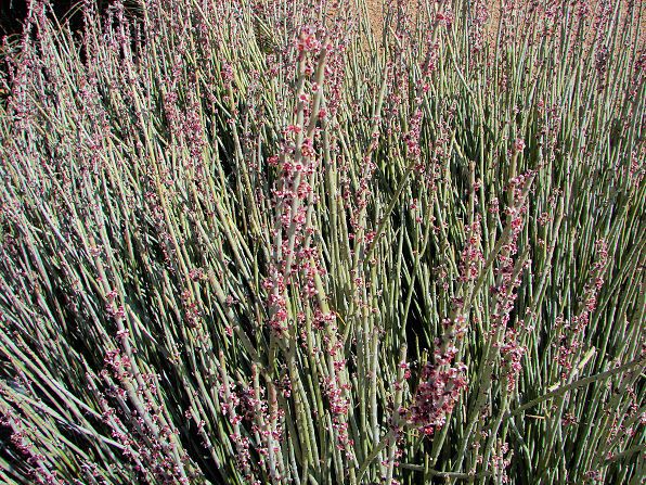 Candelilla