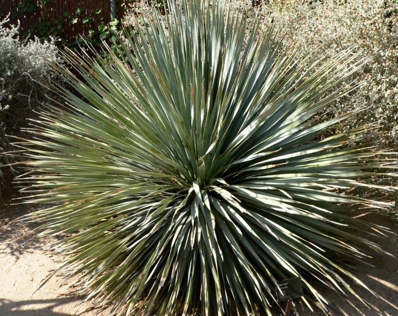 Desert Spoon