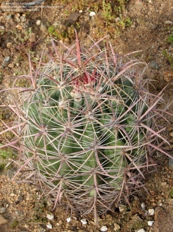 Fish Hook Barrel Cactus