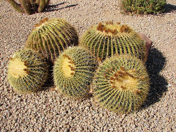Golden Barrel Cactus